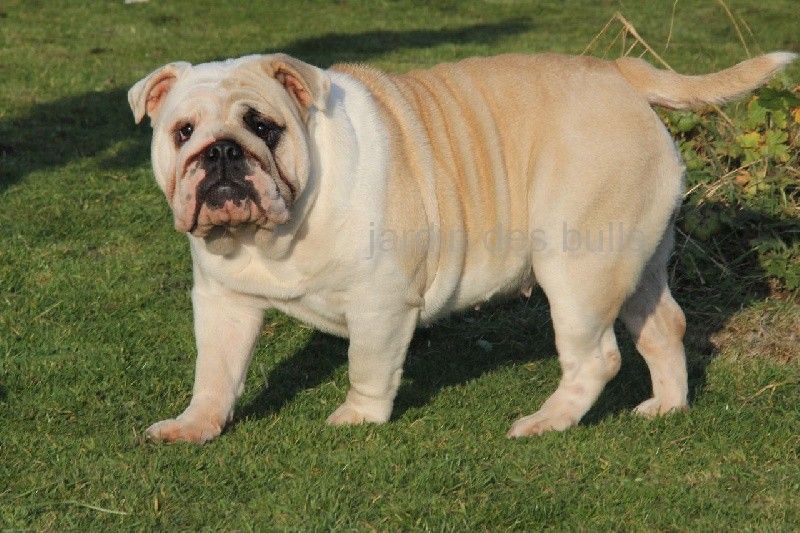 Ilary du jardin des bulls