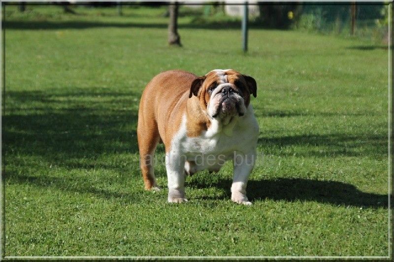 Gipsy-lou du jardin des bulls